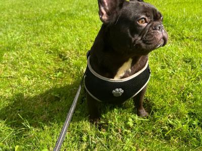 Selling 1 Year old French Bulldog Females