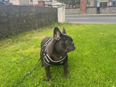 Selling 1 Year old French Bulldog Females