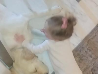 Toby the Golden Retriever puppy