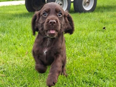 IKC Registerd Chocolate Cocker Spaniel puppies in Wexford