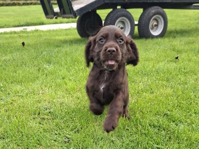 Chocolate Cocker Spaniel Pups