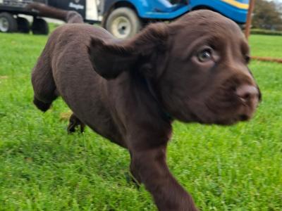 Chocolate Cocker Spaniel Pups