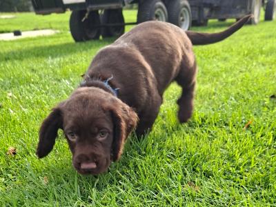 Chocolate Cocker Spaniel Pups