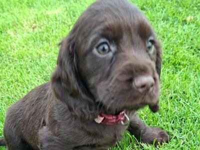 Chocolate Cocker Spaniel Pups