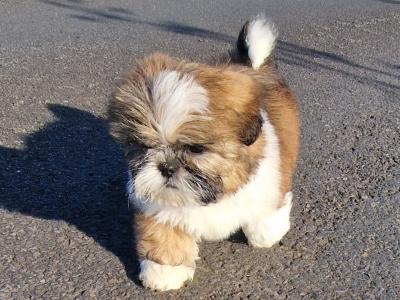Beautiful purebred Shih Tzu puppies in Mayo