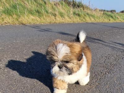 Beautiful  purebred Shih Tzu