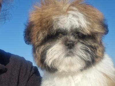 Beautiful  purebred Shih Tzu
