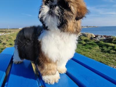 Beautiful  purebred Shih Tzu