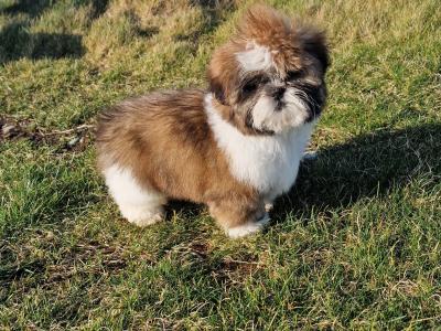 Beautiful  purebred Shih Tzu