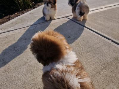 Beautiful  purebred Shih Tzu