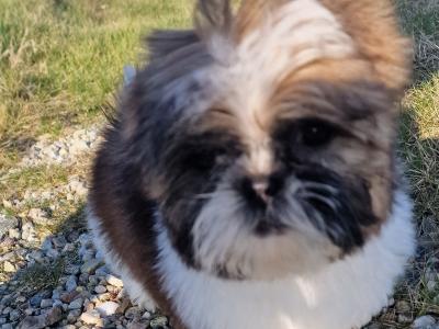 Beautiful  purebred Shih Tzu