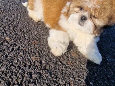 Beautiful  purebred Shih Tzu