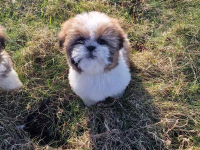 Beautiful  purebred Shih Tzu