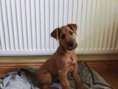 IKC Registered male Irish Terrier puppy 3 months old in Longford
