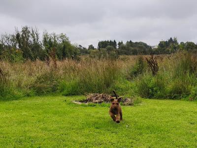 IKC Registered male Irish Terrier puppy 3 months old in Longford