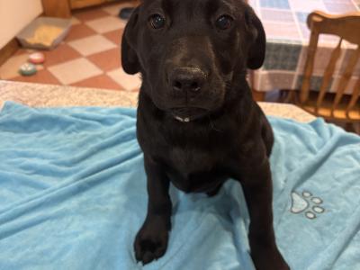 Beautiful Black Labrador puppies for sale 🐶🐶
