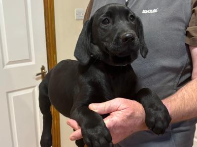 Beautiful Black Labrador puppies for sale in Cork 🐶🐶