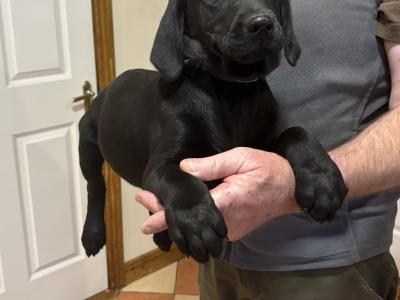 Beautiful Black Labrador puppies for sale 🐶🐶