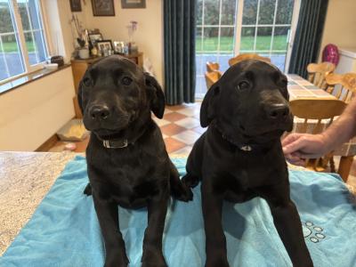 Beautiful Black Labrador puppies for sale 🐶🐶