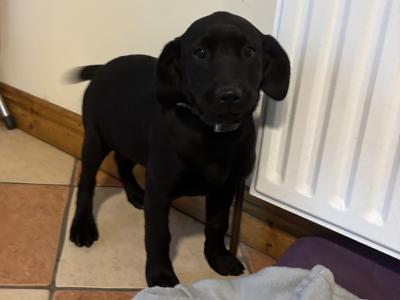 Beautiful Black Labrador puppies for sale 🐶🐶