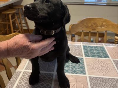 Beautiful Black Labrador puppies for sale 🐶🐶