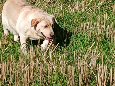 Lovely Pedrigee IKC Registered female Labrador dog in Cork