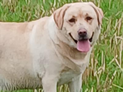 Lovely Pedrigee IKC Registered female Labrador dog in Cork