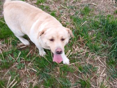 Lovely Pedrigee IKC Registered female Labrador dog in Cork