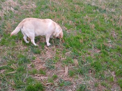 Lovely Pedrigee IKC Registered female Labrador dog in Cork