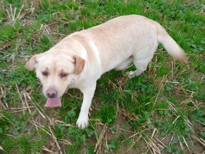 Lovely Pedrigee IKC Registered female Labrador dog in Cork