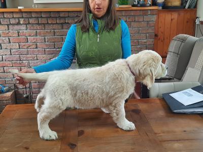 Female Golden Retriever - SOLD