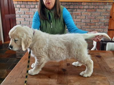 Female Golden Retriever 10 Weeks old puppy in Sligo