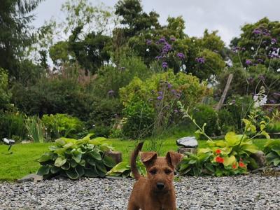 IKC Registered male Irish Terrier puppy 3 months old in Longford