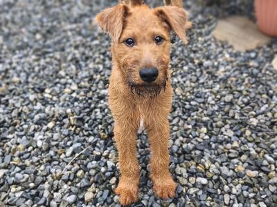 IKC Registered male Irish Terrier puppy 3 months old in Longford