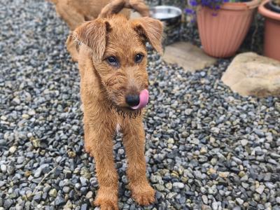 IKC Registered male Irish Terrier puppy 3 months old in Longford