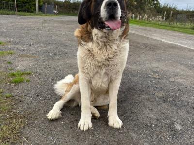 St Bernard puppies for sale 🐾