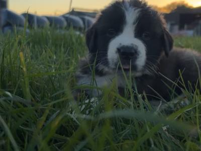 St Bernard puppies for sale 🐾