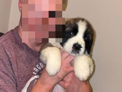 St Bernard puppies for sale 🐾