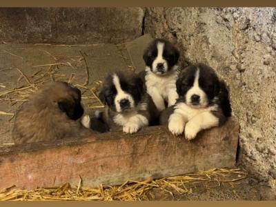 St Bernard puppies for sale 🐾