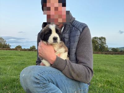 St Bernard puppies for sale 🐾