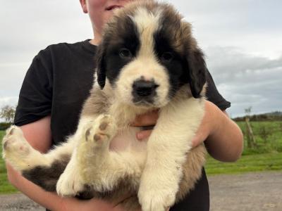St Bernard puppies for sale 🐾
