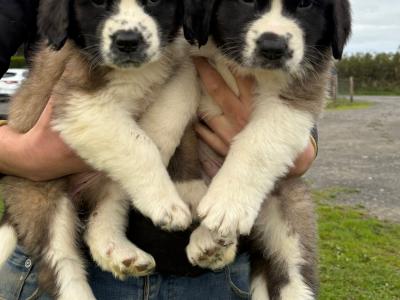 St Bernard puppies for sale 🐾