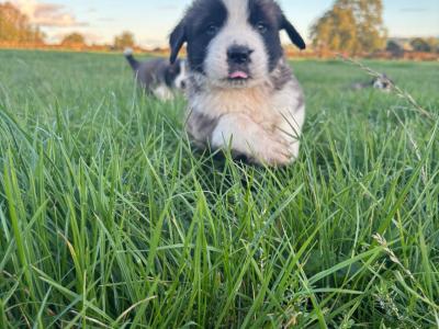 St Bernard puppies for sale 🐾