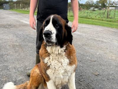 St Bernard puppies for sale 🐾