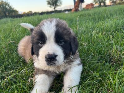 St Bernard puppies for sale 🐾