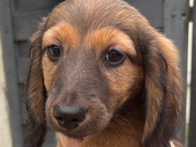Exceptional Pedigree Red Shaded and Cream Shaded IKC Miniature Dachshund puppies