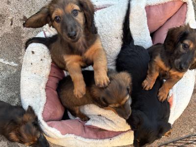Exceptional Litter of Pedigree Red Shaded and Cream Shaded Dachshund puppies in Kilkenny