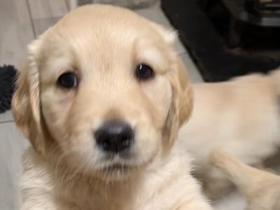 Adorable Golden Retriever Puppies. Family Raised & Ready for New Homes
