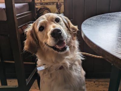 Adorable Golden Retriever Puppies. Family Raised & Ready for New Homes