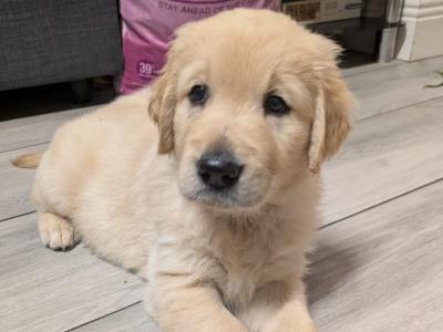 Adorable Golden Retriever Puppies. Family Raised & Ready for New Homes